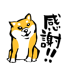 ふでしば29【リアルめ、毎日】柴犬、筆文字（個別スタンプ：15）