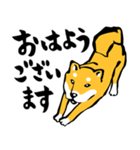 ふでしば29【リアルめ、毎日】柴犬、筆文字（個別スタンプ：30）