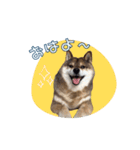 あずはなの花さん（個別スタンプ：1）