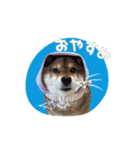 あずはなの花さん（個別スタンプ：5）