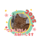 猫かわいいわ（個別スタンプ：7）