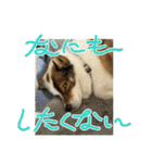 I♡海人 Kaito（個別スタンプ：7）