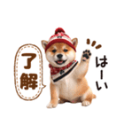 かわいい♡柴犬♡冬、正月、クリスマス（個別スタンプ：6）