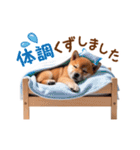 かわいい♡柴犬♡冬、正月、クリスマス（個別スタンプ：27）