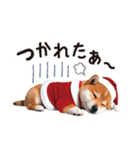 かわいい♡柴犬♡冬、正月、クリスマス（個別スタンプ：34）