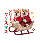 かわいい♡柴犬♡冬、正月、クリスマス（個別スタンプ：35）