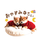 かわいい♡柴犬♡冬、正月、クリスマス（個別スタンプ：36）