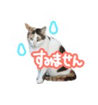 ななちゃん Ver.2（個別スタンプ：5）