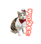 ななちゃん Ver.2（個別スタンプ：7）