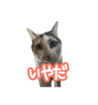 ななちゃん Ver.2（個別スタンプ：8）