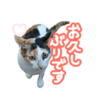 ななちゃん Ver.2（個別スタンプ：14）