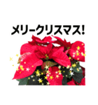 *花*クリスマス（個別スタンプ：1）