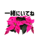 *花*クリスマス（個別スタンプ：9）