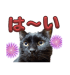 我が家の黒猫の福ちゃん（個別スタンプ：1）