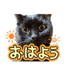 我が家の黒猫の福ちゃん（個別スタンプ：3）
