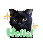 我が家の黒猫の福ちゃん（個別スタンプ：4）
