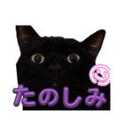 我が家の黒猫の福ちゃん（個別スタンプ：5）