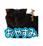 我が家の黒猫の福ちゃん（個別スタンプ：6）