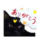 我が家の黒猫の福ちゃん（個別スタンプ：8）