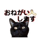 我が家の黒猫の福ちゃん（個別スタンプ：9）