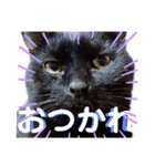 我が家の黒猫の福ちゃん（個別スタンプ：11）