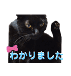 我が家の黒猫の福ちゃん（個別スタンプ：12）