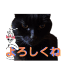 我が家の黒猫の福ちゃん（個別スタンプ：13）