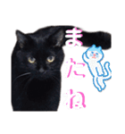 我が家の黒猫の福ちゃん（個別スタンプ：15）