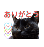 我が家の黒猫の福ちゃん（個別スタンプ：16）