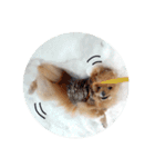 シンプルな はる②   雪と戯れる（個別スタンプ：22）