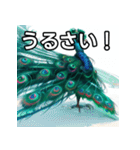 おしゃべりなクジャク（個別スタンプ：29）