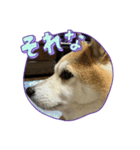 マル、シロ、ちび、ちくわ（個別スタンプ：1）