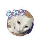 マル、シロ、ちび、ちくわ（個別スタンプ：3）