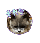 マル、シロ、ちび、ちくわ（個別スタンプ：4）