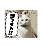 マル、シロ、ちび、ちくわ（個別スタンプ：5）