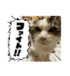 マル、シロ、ちび、ちくわ（個別スタンプ：6）