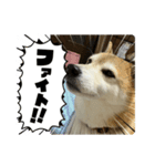 マル、シロ、ちび、ちくわ（個別スタンプ：7）