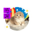 ねこまーち Queen of Healing（個別スタンプ：4）