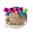 ねこまーち ミルクティープリンス（個別スタンプ：6）