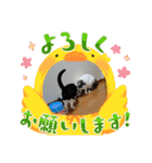 ウチのハナちゃんスタンプ（個別スタンプ：8）