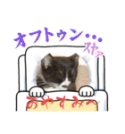 ウチのハナちゃんスタンプ（個別スタンプ：12）