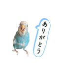 一年中使える セキセイインコ のスタンプ（個別スタンプ：7）