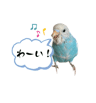 一年中使える セキセイインコ のスタンプ（個別スタンプ：11）