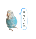 一年中使える セキセイインコ のスタンプ（個別スタンプ：14）