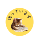 「リアルなねこのLINEスタンプ」が登場！（個別スタンプ：22）