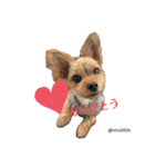 幸せ犬家族(ロコ.ニコ.サラン.リル)（個別スタンプ：1）