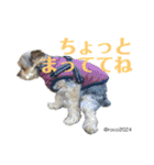幸せ犬家族(ロコ.ニコ.サラン.リル)（個別スタンプ：3）