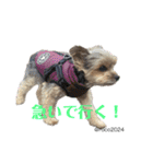 幸せ犬家族(ロコ.ニコ.サラン.リル)（個別スタンプ：4）