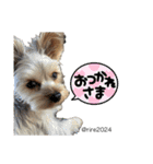 幸せ犬家族(ロコ.ニコ.サラン.リル)（個別スタンプ：8）