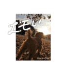 幸せ犬家族(ロコ.ニコ.サラン.リル)（個別スタンプ：10）
